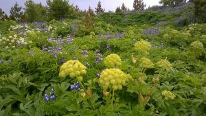 Angelica leaves help an overactive bladder