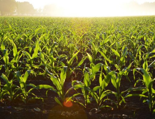 Resistant weed control through a novel biological herbicide