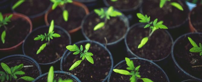 Food and Agriculture